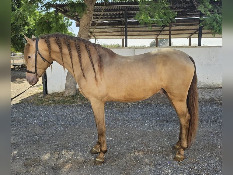 PRE Mix Stallion 5 years 15,2 hh Champagne in Hamburg