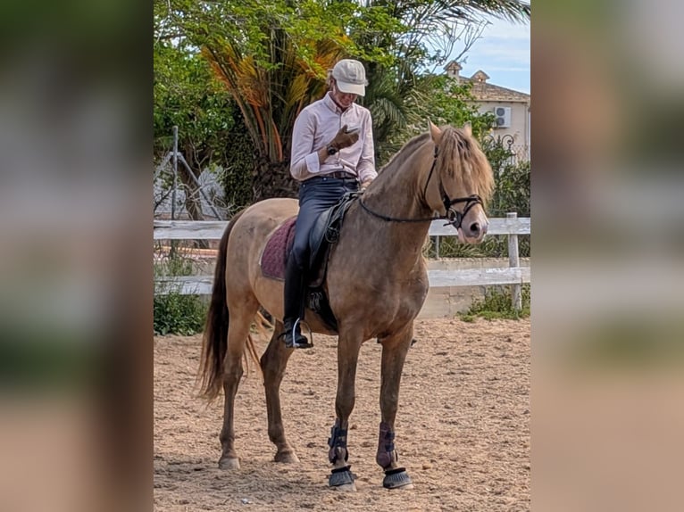 PRE Mix Stallion 5 years 15,2 hh Champagne in Hamburg