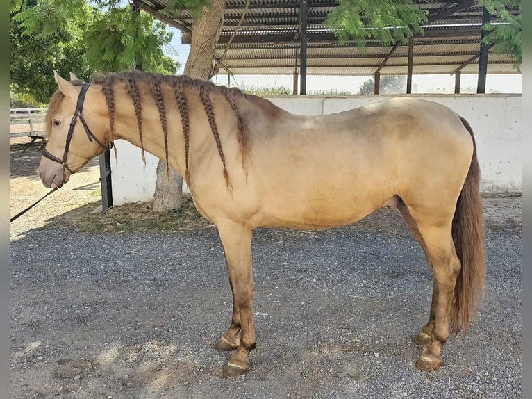 PRE Mix Stallion 5 years 15,2 hh Champagne in Hamburg