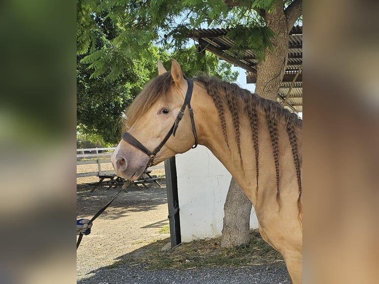PRE Mix Stallion 5 years 15,2 hh Champagne in Hamburg
