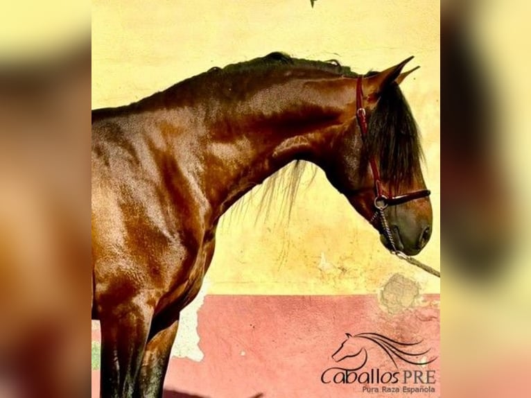 PRE Stallion 5 years 15,2 hh in Barcelona