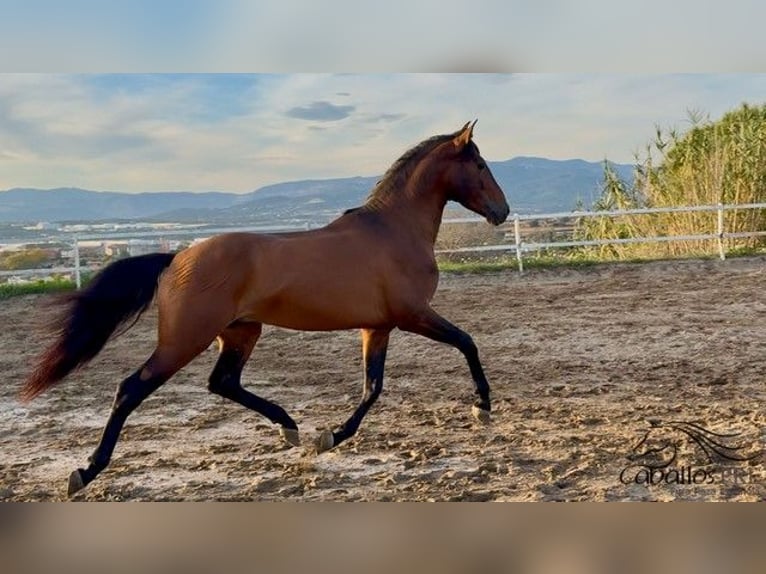 PRE Stallion 5 years 15,2 hh in Barcelona