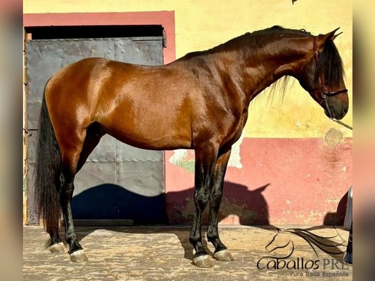 PRE Stallion 5 years 15,2 hh in Barcelona