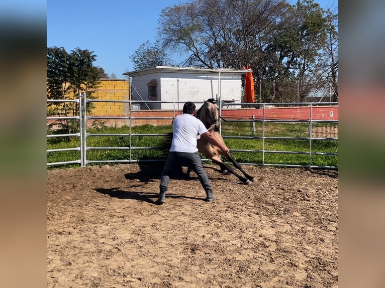 PRE Mix Stallion 5 years 15,2 hh Dun in 11500