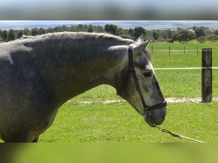 PRE Stallion 5 years 15,2 hh Gray in Alpera