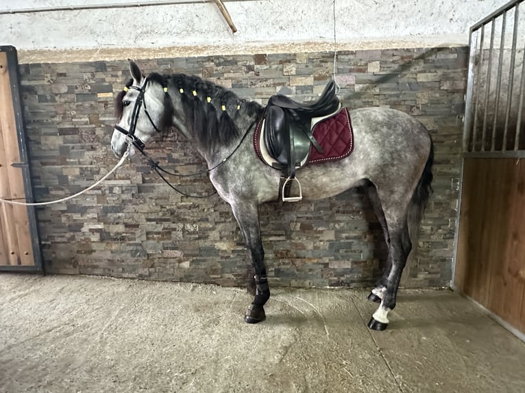 PRE Stallion 5 years 15,2 hh Grey-Dapple in Valderrubio