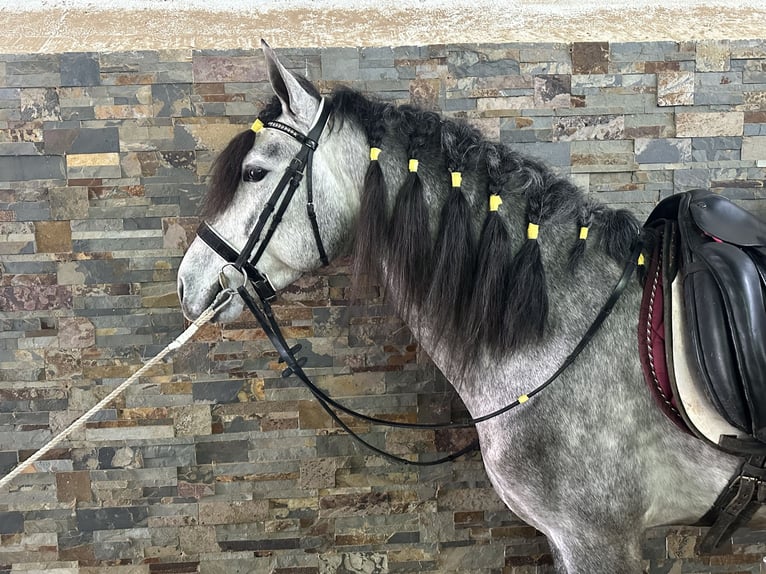 PRE Stallion 5 years 15,2 hh Grey-Dapple in Valderrubio