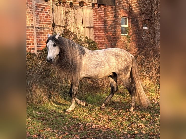 PRE Stallion 5 years 15,2 hh Grey-Dapple in Münster