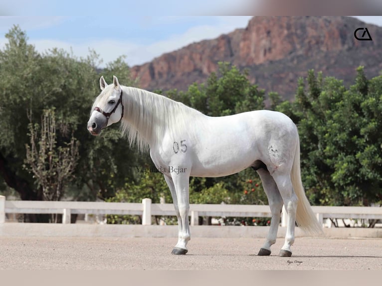 PRE Stallion 5 years 15,2 hh Grey-Dapple in Puerto Lumbreras