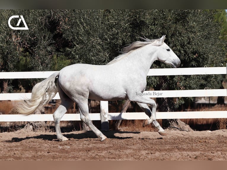 PRE Stallion 5 years 15,2 hh Grey-Dapple in Puerto Lumbreras