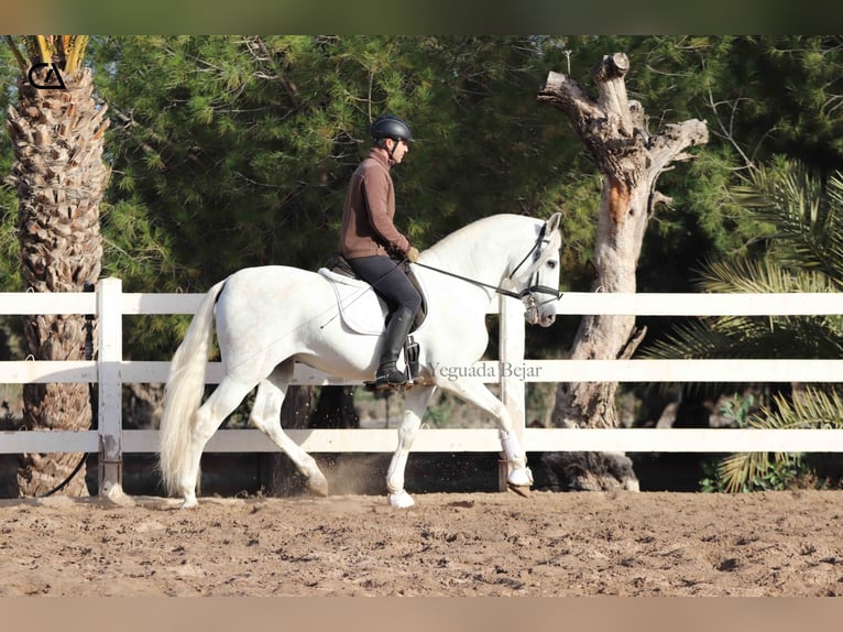 PRE Stallion 5 years 15,2 hh Grey-Dapple in Puerto Lumbreras