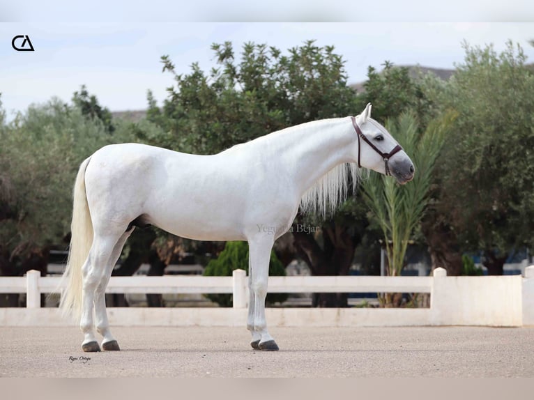 PRE Stallion 5 years 15,2 hh Grey-Dapple in Puerto Lumbreras