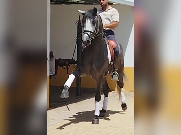 PRE Mix Stallion 5 years 15,2 hh Grey-Dapple in Neu-Anspach