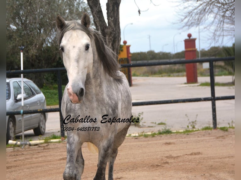 PRE Stallion 5 years 15,2 hh Grey-Dapple in Vejer de la Frontera