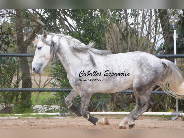 PRE Stallion 5 years 15,2 hh Grey-Dapple in Vejer de la Frontera