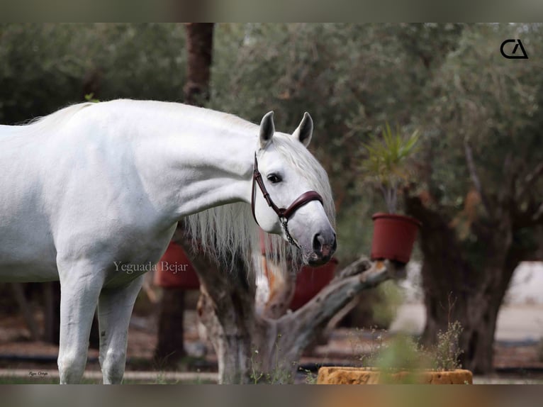 PRE Stallion 5 years 15,2 hh Grey-Dapple in Puerto Lumbreras
