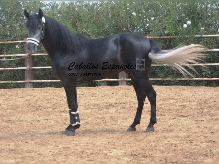 PRE Stallion 5 years 15,2 hh Grey-Dark-Tan in Vejer de la Frontera