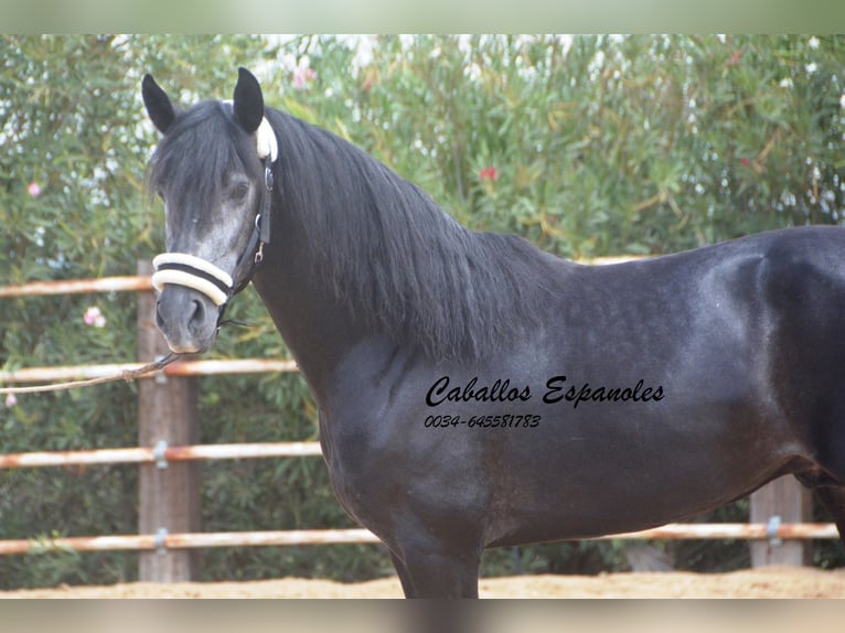 PRE Stallion 5 years 15,2 hh Grey-Dark-Tan in Vejer de la Frontera