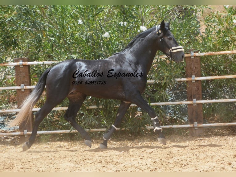PRE Stallion 5 years 15,2 hh Grey-Dark-Tan in Vejer de la Frontera