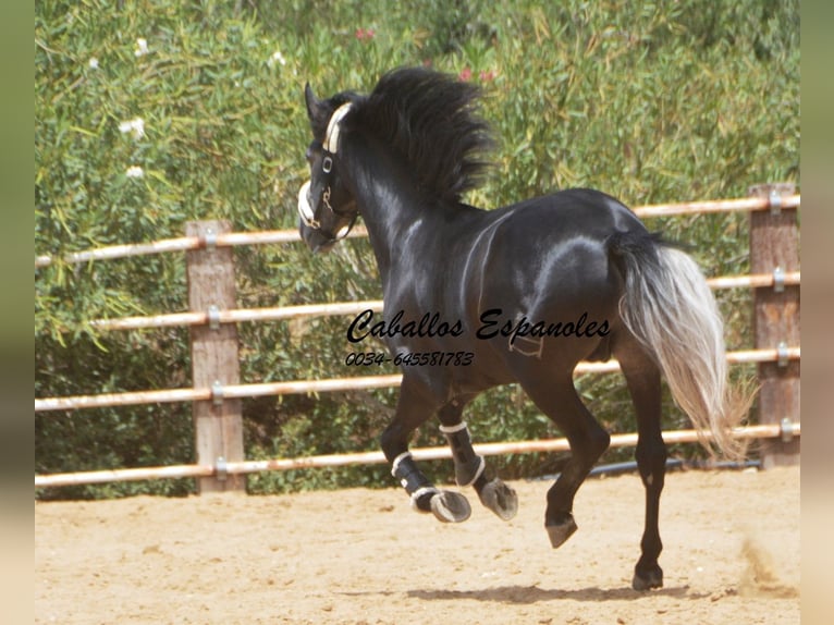 PRE Stallion 5 years 15,2 hh Grey-Dark-Tan in Vejer de la Frontera