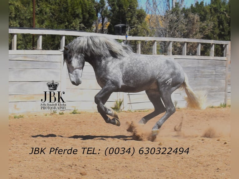 PRE Mix Stallion 5 years 15,2 hh Grey in Tabernas Almeria