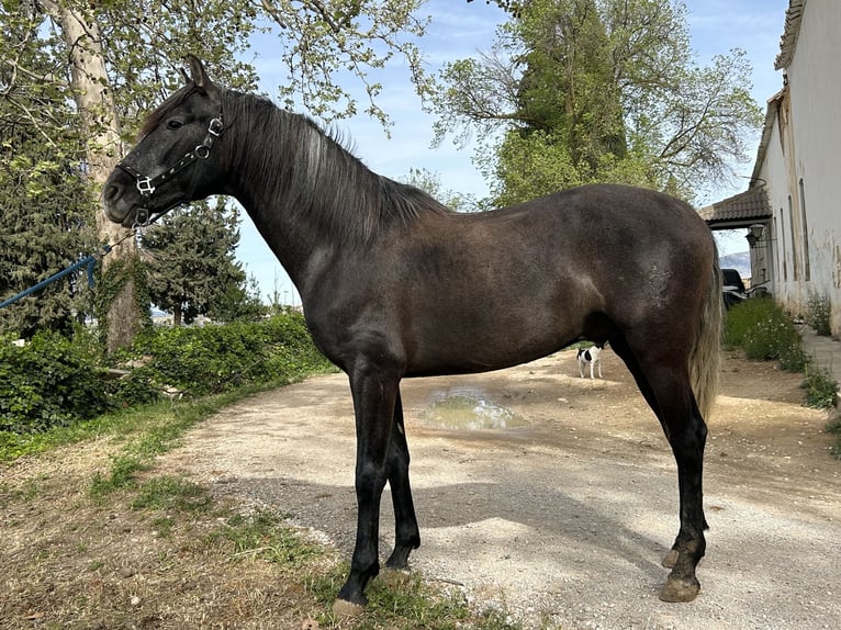 PRE Stallion 5 years 15,2 hh Grey in Baza