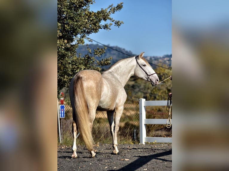 PRE Mix Stallion 5 years 15,2 hh Grey in SANTA PERPETUA DE MOGODA
