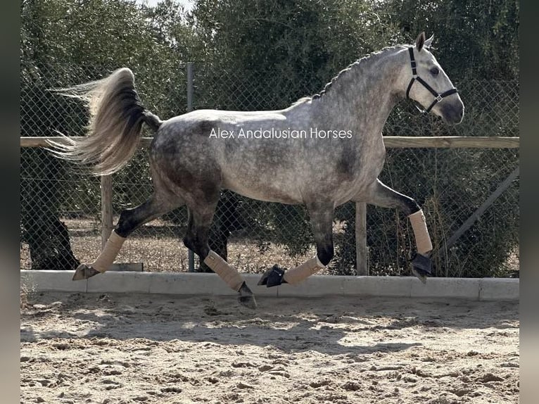 PRE Mix Stallion 5 years 15,2 hh Grey in Sevilla
