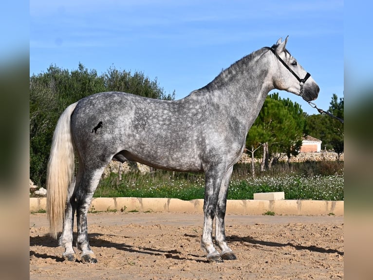 PRE Stallion 5 years 15,2 hh Grey in Menorca