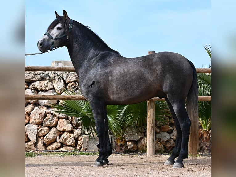 PRE Mix Stallion 5 years 15,2 hh Grey in Menorca