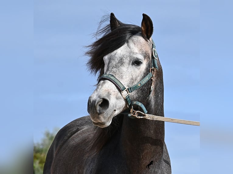 PRE Mix Stallion 5 years 15,2 hh Grey in Menorca