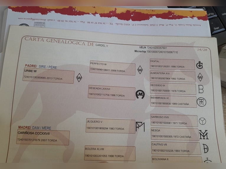 PRE Stallion 5 years 15,2 hh Grey in D&#xFC;sseldorf