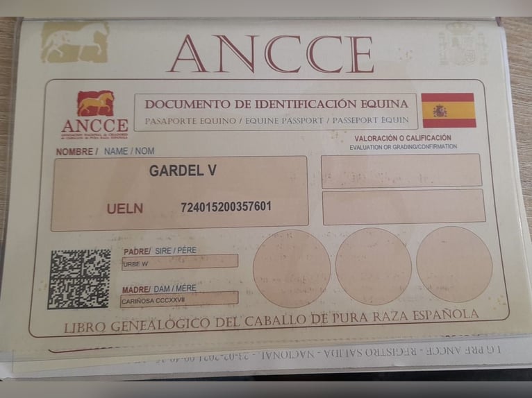 PRE Stallion 5 years 15,2 hh Grey in D&#xFC;sseldorf