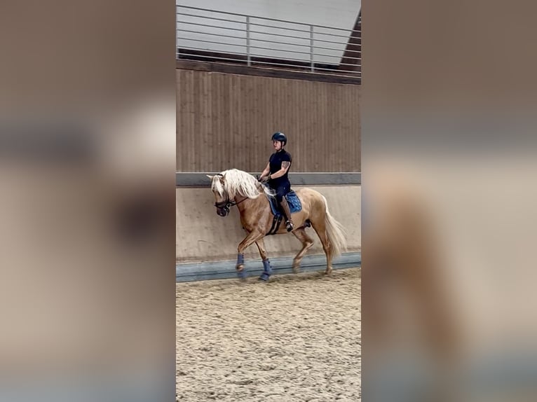 PRE Mix Stallion 5 years 15,2 hh Palomino in Warendorf