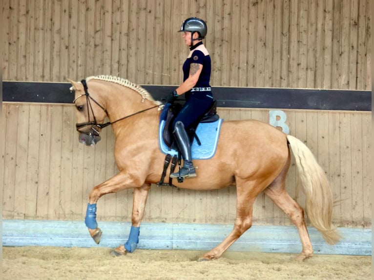 PRE Stallion 5 years 15,2 hh Palomino in Warendorf