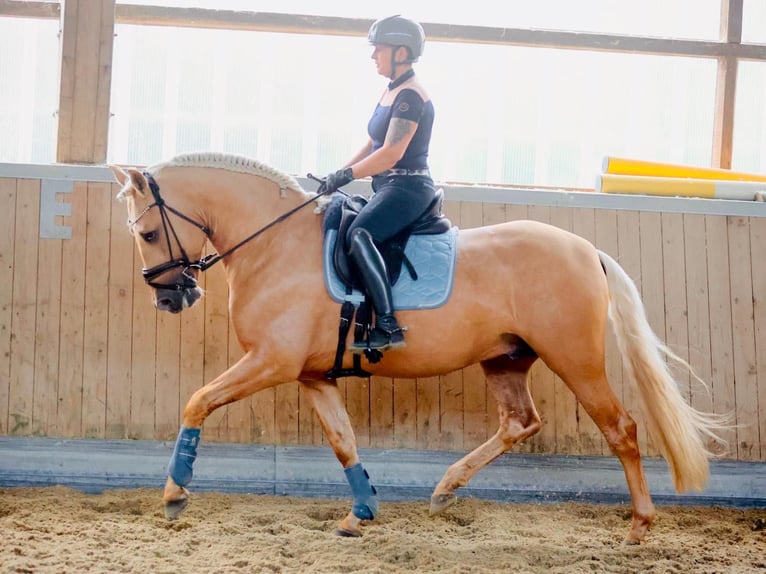 PRE Stallion 5 years 15,2 hh Palomino in Warendorf