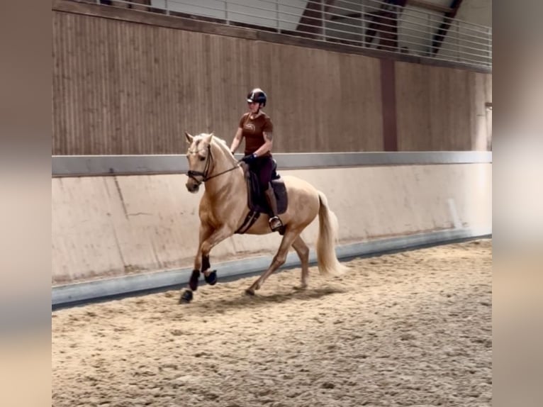 PRE Mix Stallion 5 years 15,2 hh Palomino in Warendorf
