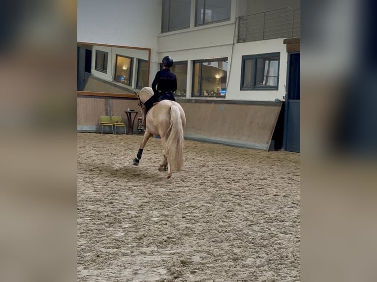 PRE Stallion 5 years 15,2 hh Palomino in Warendorf
