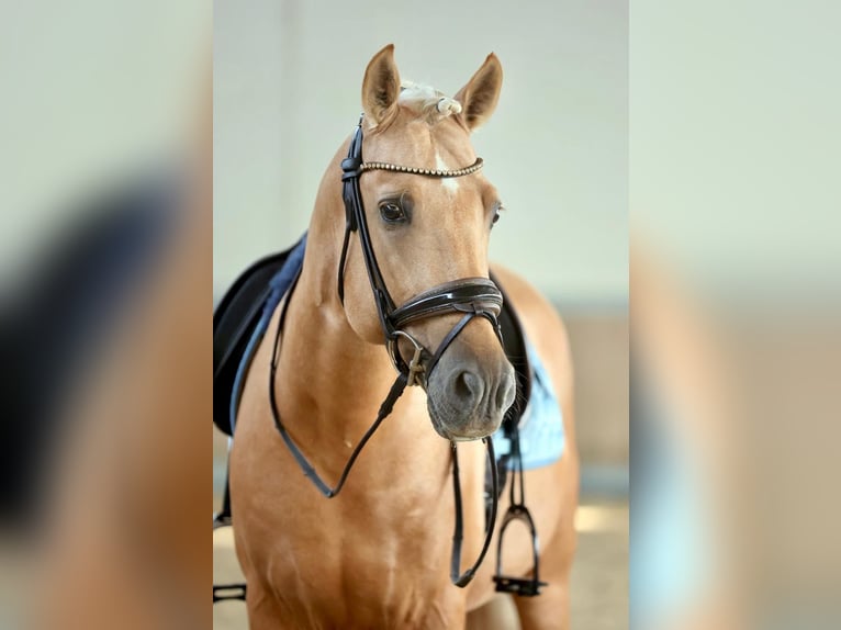 PRE Stallion 5 years 15,2 hh Palomino in Warendorf