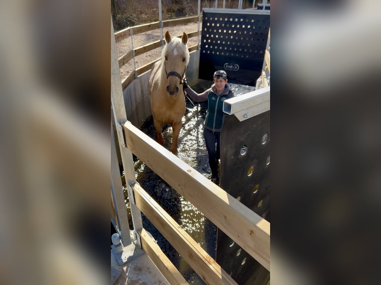 PRE Mix Stallion 5 years 15,2 hh Palomino in Warendorf