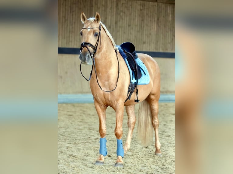 PRE Stallion 5 years 15,2 hh Palomino in Warendorf