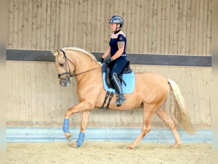 PRE Stallion 5 years 15,2 hh Palomino in Warendorf