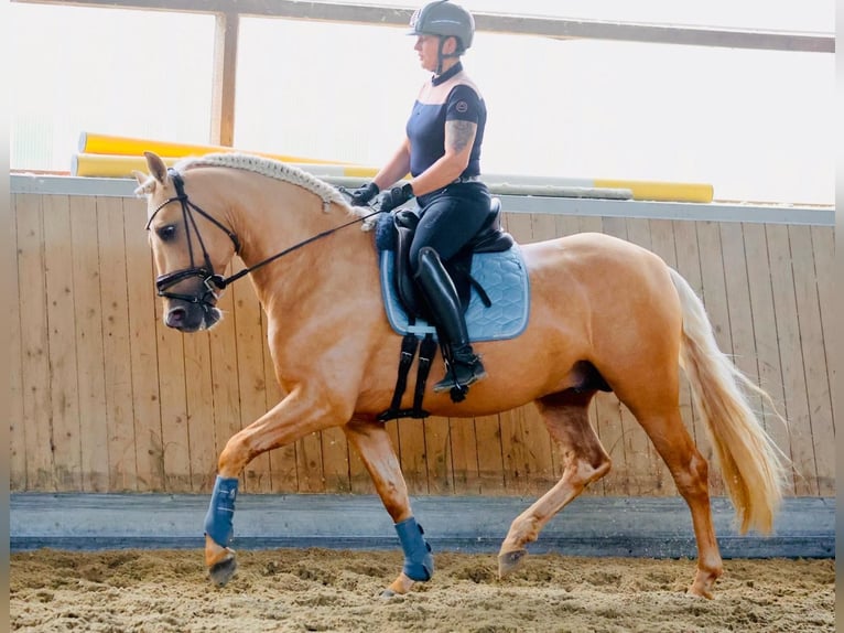PRE Stallion 5 years 15,2 hh Palomino in Warendorf