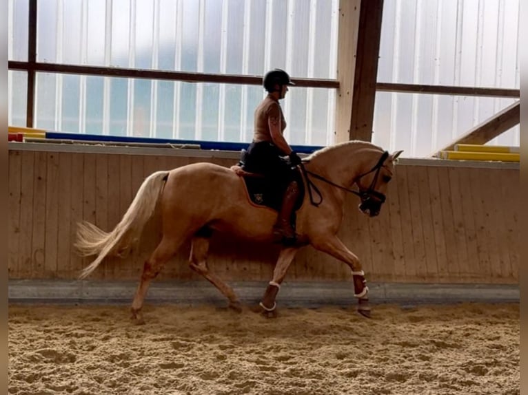 PRE Stallion 5 years 15,2 hh Palomino in Warendorf
