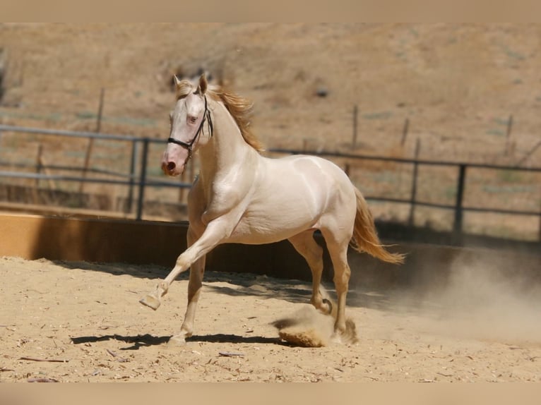 PRE Mix Stallion 5 years 15,2 hh Perlino in Colmenar M&#xE1;laga Andaluc&#xED;a