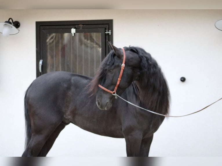 PRE Stallion 5 years 15,3 hh Black in Chalon-sur-Sa&#xF4;ne