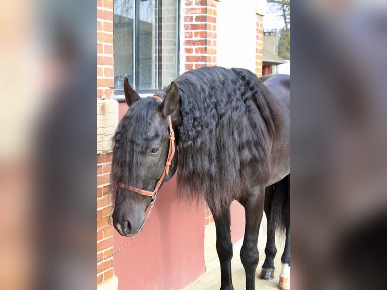 PRE Stallion 5 years 15,3 hh Black in Chalon-sur-Sa&#xF4;ne