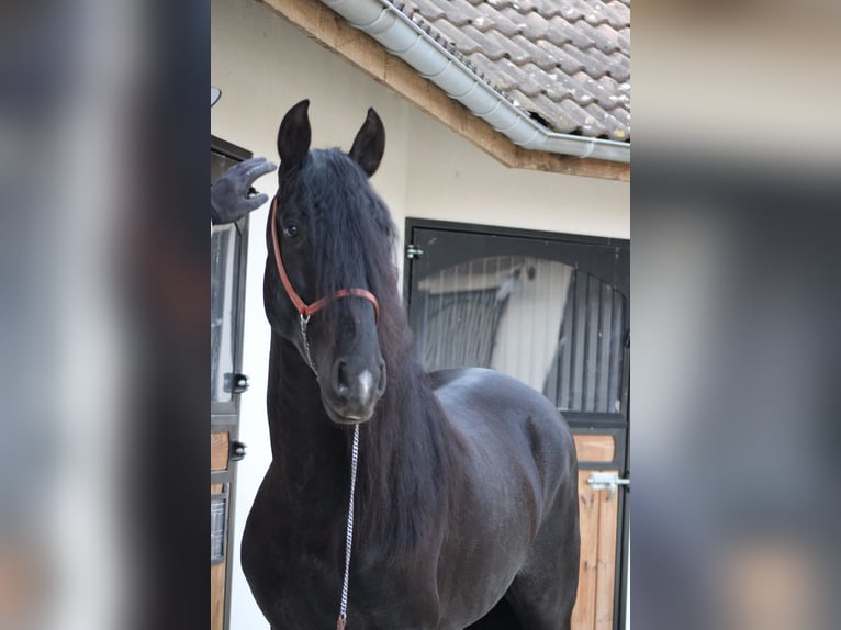 PRE Stallion 5 years 15,3 hh Black in Chalon-sur-Sa&#xF4;ne