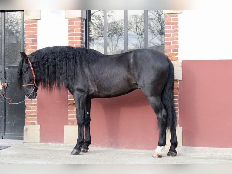 PRE Stallion 5 years 15,3 hh Black in Chalon-sur-Sa&#xF4;ne