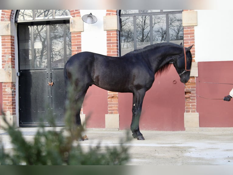 PRE Stallion 5 years 15,3 hh Black in Chalon-sur-Sa&#xF4;ne